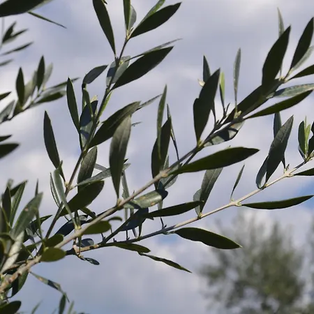 Loupino Family House *