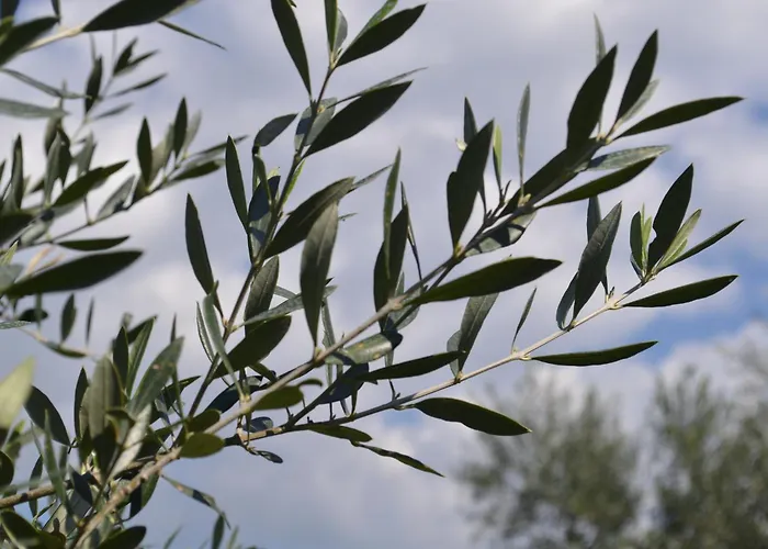 Loupino Family House *